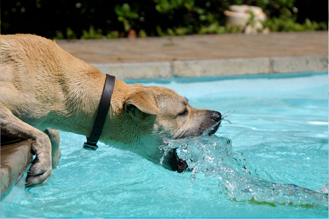 Understanding the Swimming Pool Saturation Index: A Comprehensive Guide to Maintaining Water Balance