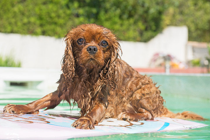 Dive Into the Georgia Sun: A Guide to Opening Your Swimming Pool for the Season