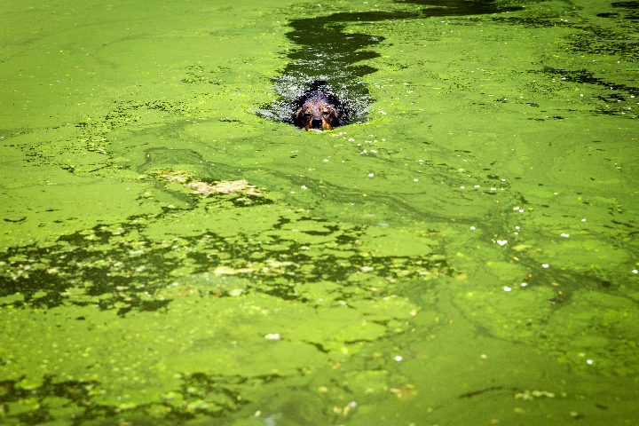 Understanding the Timing: When to Shock Your Pool After Adding Algaecide