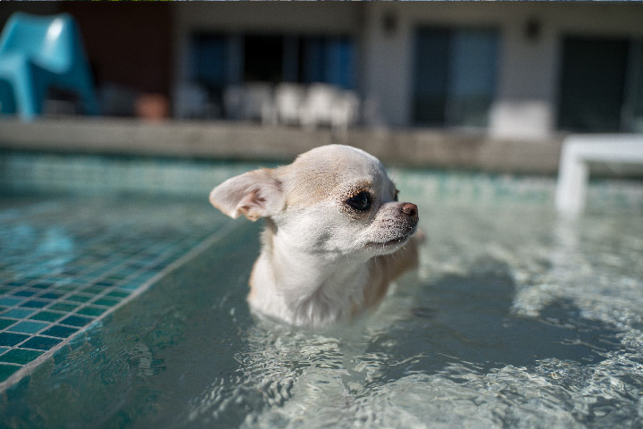 Bonding and Grounding: A New Pool Owner’s Guide to Pool Safety