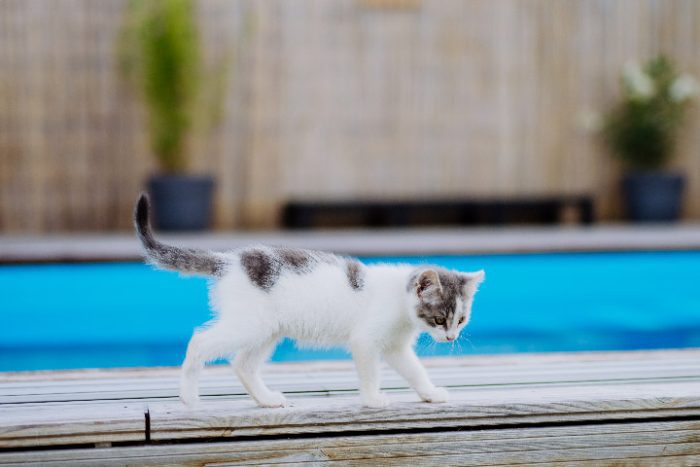 A New Pool Owner’s Guide to Swimming Pool Chlorine Types