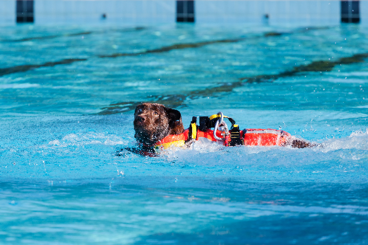 Pool Shock 101: A Homeowner’s Guide to Different Pool Shock Methods