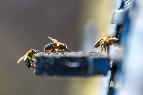 How to Keep Bees and Wasps Out of Your Swimming Pool: Tips and Strategies