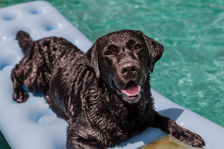 The Perfect Balance: Unlocking the Secrets of Free Chlorine and pH Levels in Your Swimming Pool