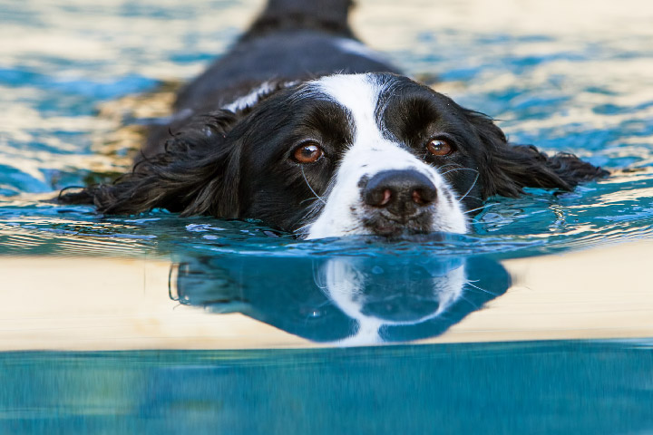 Splashing into the Tar Heel State: A Fun-Filled Guide to Opening Your North Carolina Swimming Pool