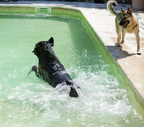 Canine Splash: Is It Okay to Let Your Dog Dive into the Pool?