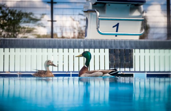 Keeping Ducks Out of Your Pool: Effective Strategies for a Cleaner Pool Environment